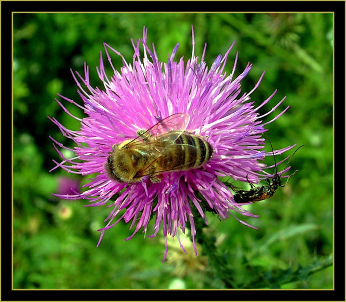 photo "Rivals" tags: macro and close-up, nature, flowers