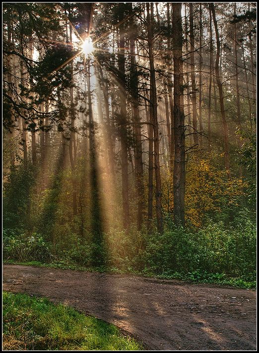 photo "***" tags: landscape, forest, sunset