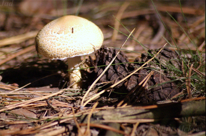 photo "***" tags: nature, macro and close-up, 