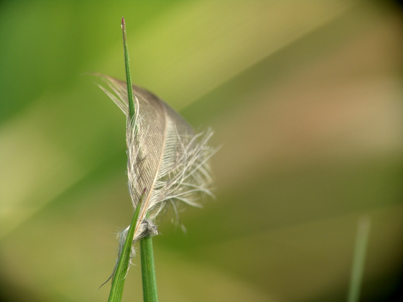 photo "***" tags: macro and close-up, 