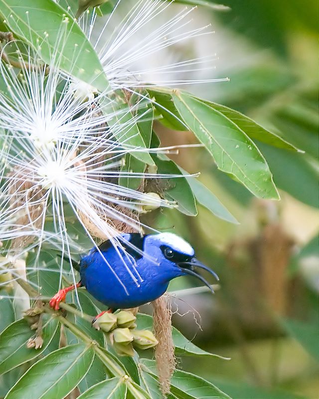 photo "*" tags: nature, flowers, wild animals