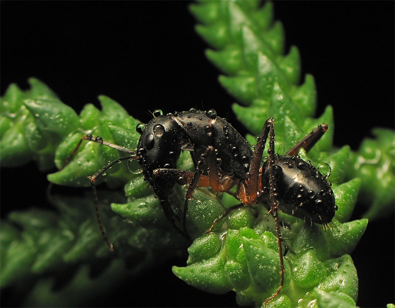 photo "***" tags: macro and close-up, nature, insect