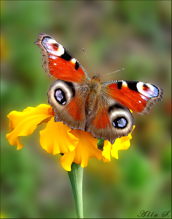 photo "***" tags: nature, flowers, insect