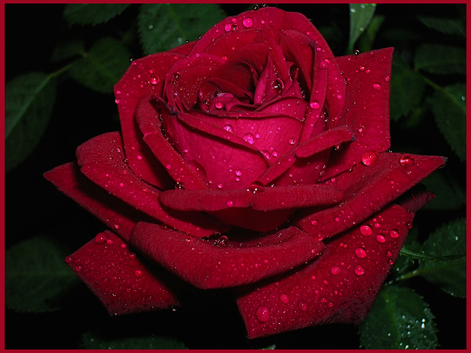 фото "красная роза" метки: природа, макро и крупный план, цветы