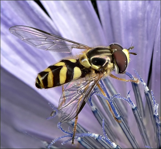 photo "***" tags: macro and close-up, 