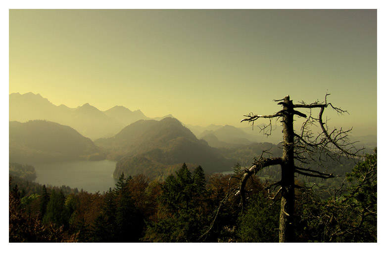 photo "tree of life" tags: landscape, mountains