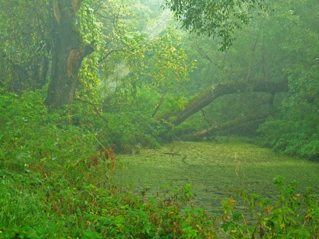 photo "Magic light in deep forest" tags: landscape, forest