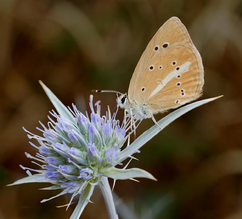 photo "Ripart's Anomalous Blue" tags: nature, macro and close-up, insect