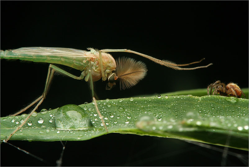 photo "***" tags: macro and close-up, nature, insect