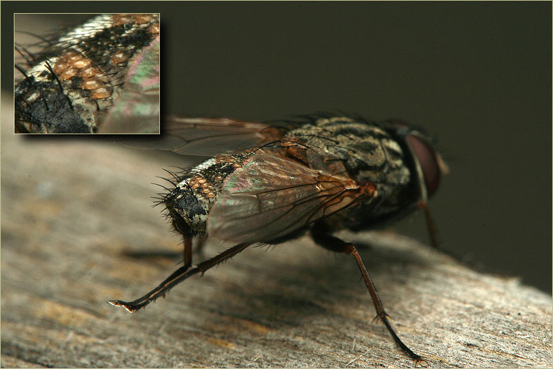 фото "Муха и паразиты" метки: макро и крупный план, природа, насекомое