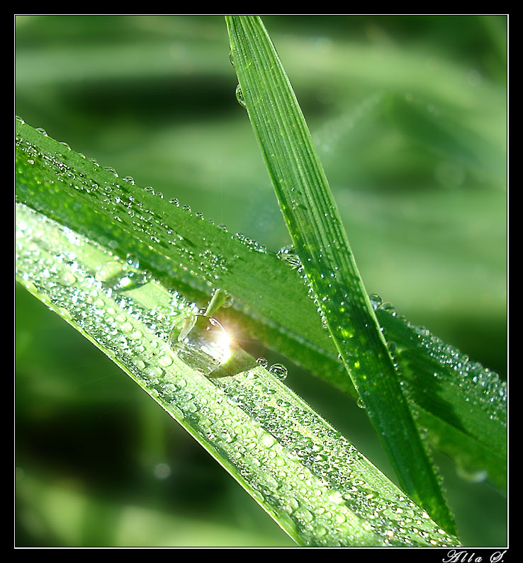 photo "***" tags: macro and close-up, nature, 