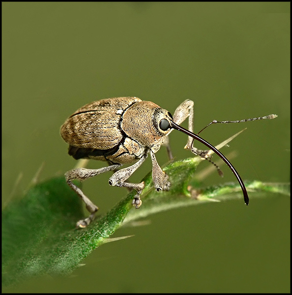 photo "***" tags: nature, macro and close-up, insect