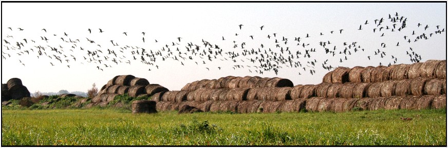 фото "geese time" метки: природа, дикие животные