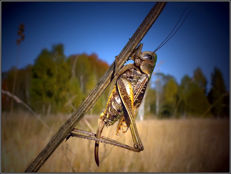 photo "Autumn grasshopper" tags: macro and close-up, nature, insect