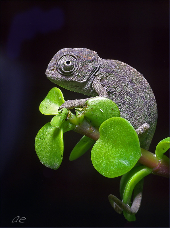 photo "***" tags: macro and close-up, nature, wild animals