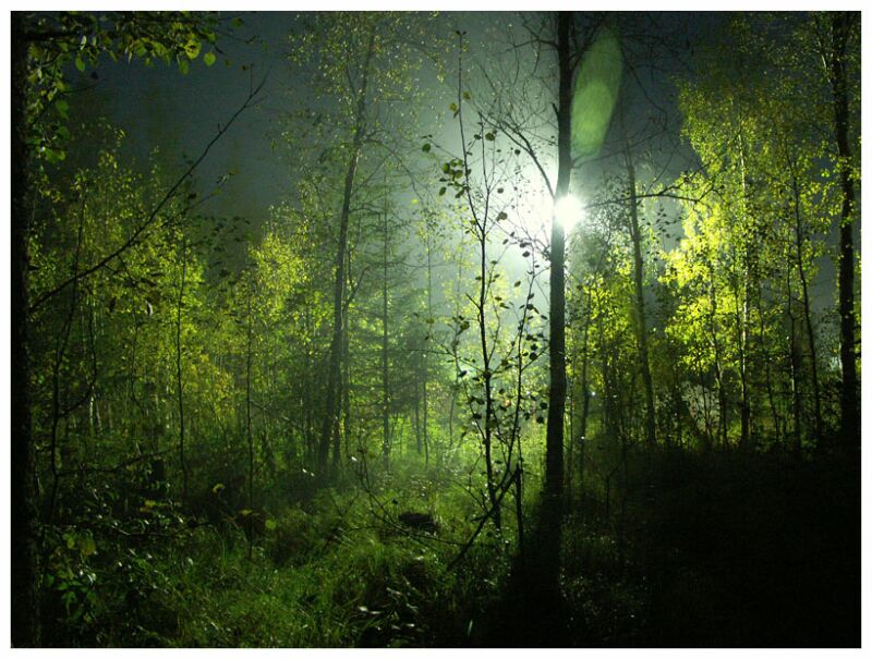 photo "magic forest" tags: landscape, night