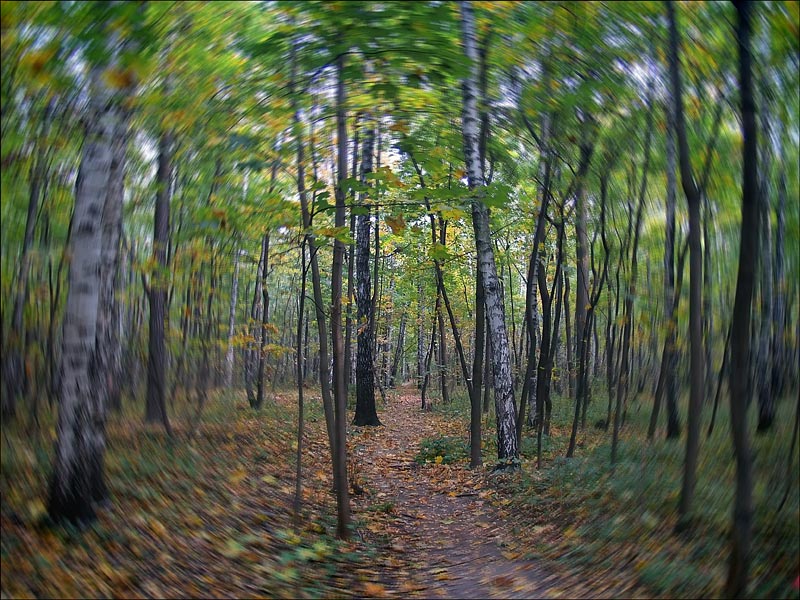 фото "вальс бостон" метки: пейзаж, лес, осень