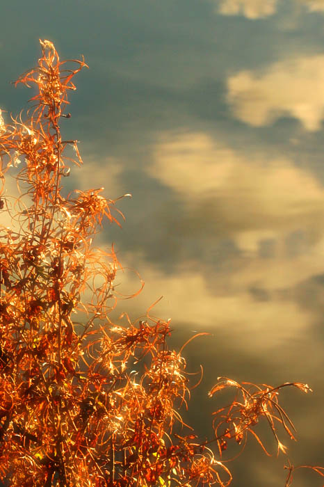 photo "Golden autumn" tags: nature, flowers