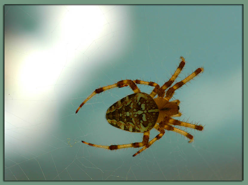 фото "Makro Spider" метки: природа, насекомое