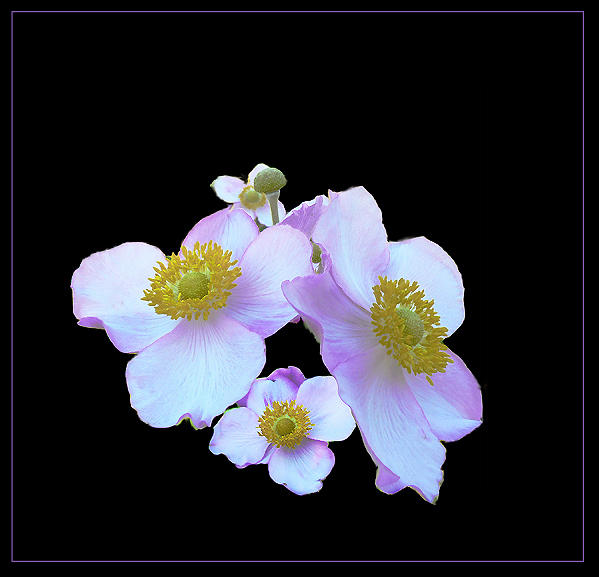 фото "Вальс цветов" метки: природа, макро и крупный план, цветы