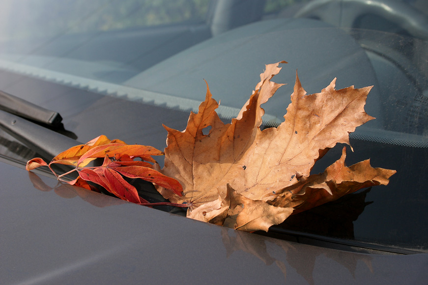 photo "It is my car!" tags: misc., 