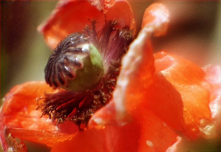 photo "Happy name day Sofia.. Vera.. Love and me..Nady" tags: nature, flowers