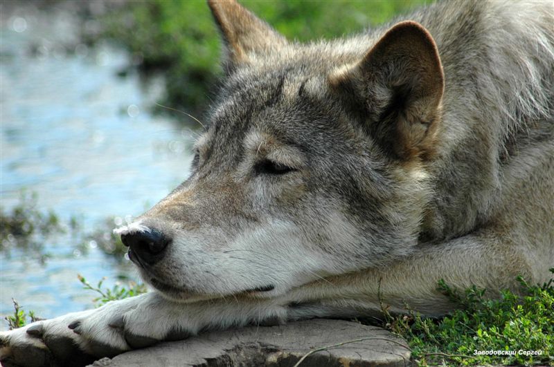 фото "Волк" метки: природа, дикие животные