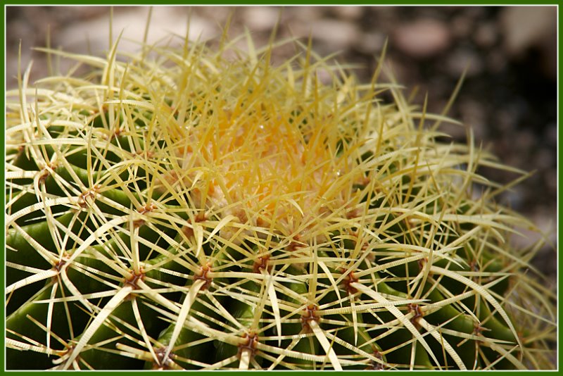 photo "Cactus" tags: nature, macro and close-up, flowers