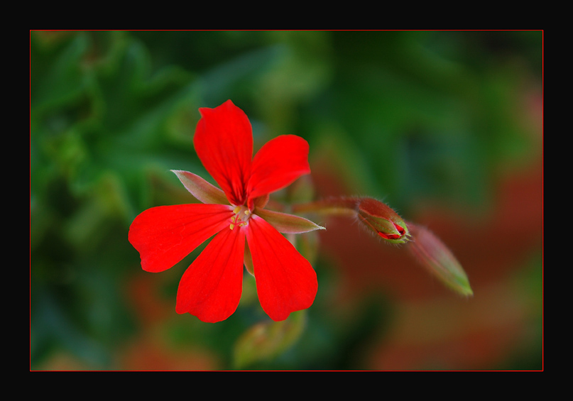 photo "Red and Green" tags: nature, macro and close-up, flowers