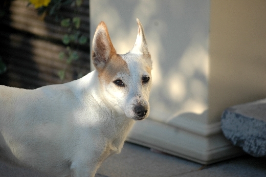 фото "My dog J.r." метки: природа, домашние животные