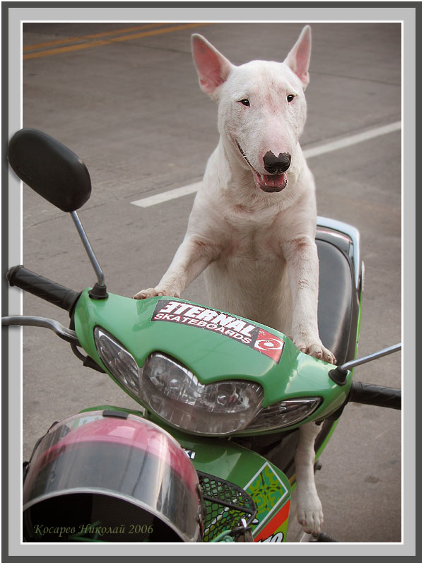 photo "Biker" tags: nature, humor, pets/farm animals