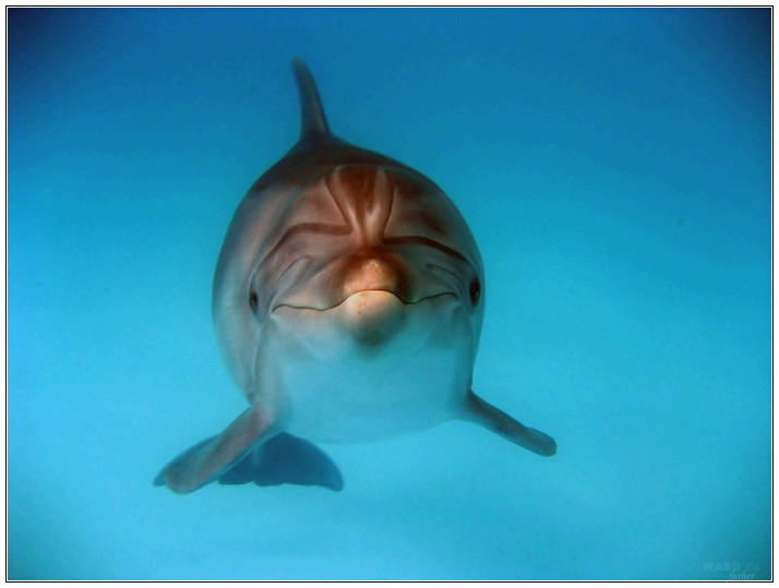 photo "Two worlds' representatives meeting" tags: nature, underwater, wild animals