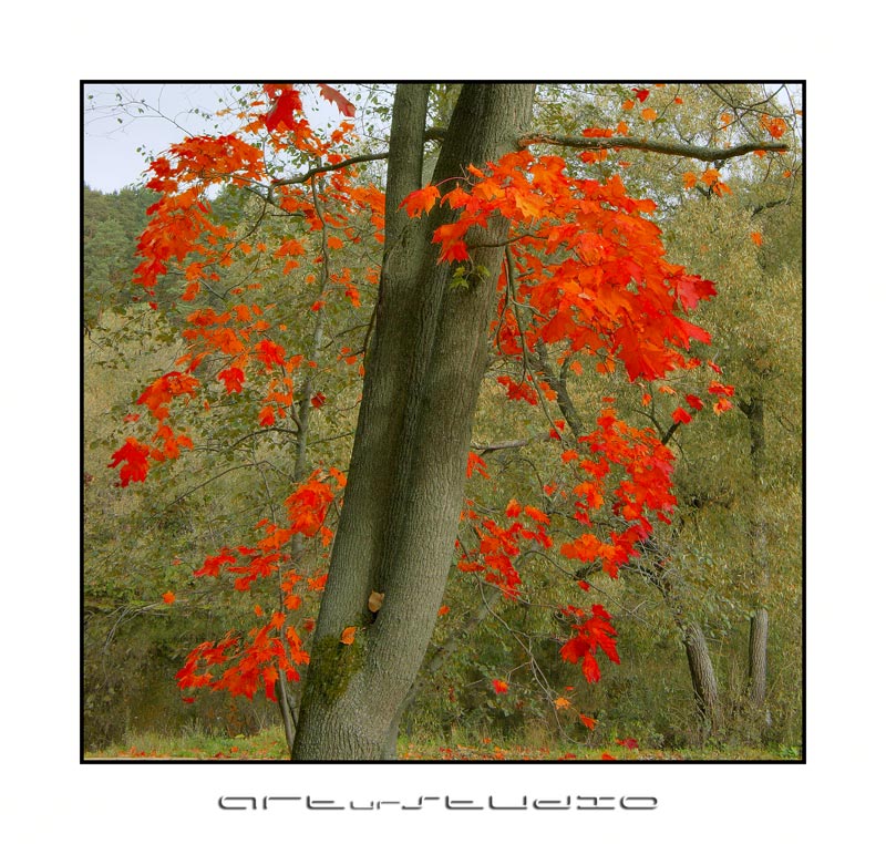 photo "***" tags: landscape, autumn