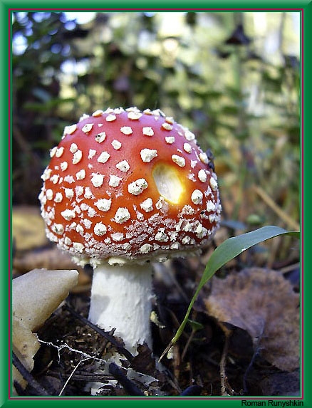 фото "***" метки: природа, 
