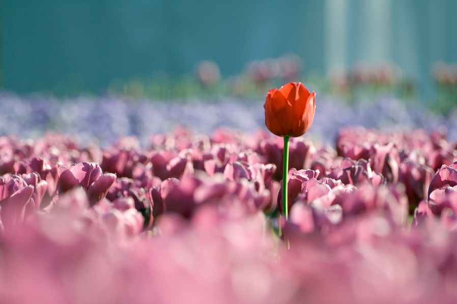 photo "Reaching the sun" tags: nature, landscape, flowers, spring