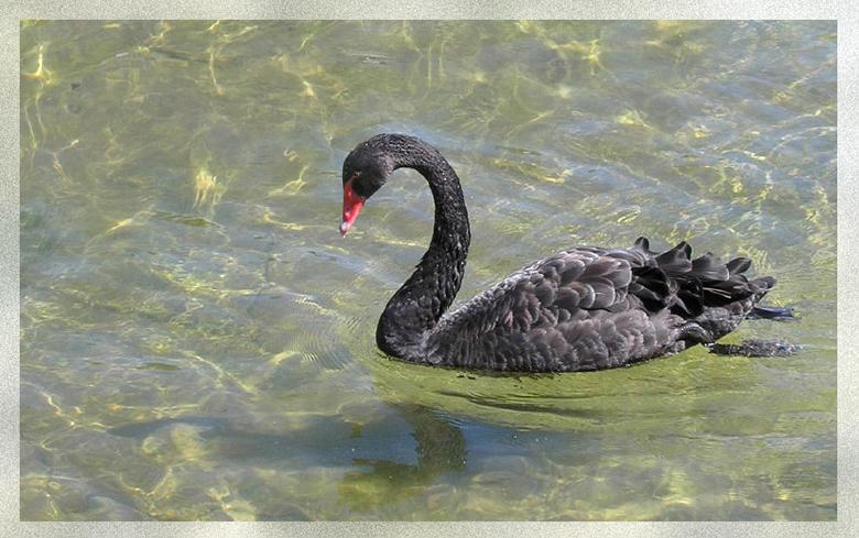 photo "***" tags: nature, 