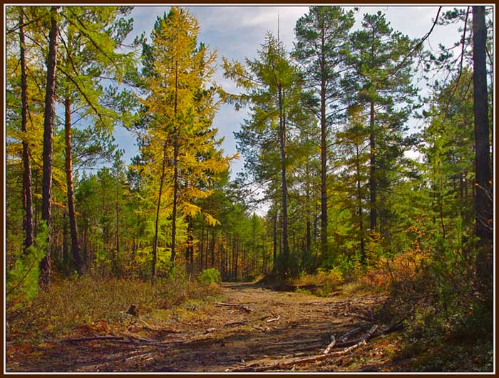 photo "The forest" tags: landscape, forest