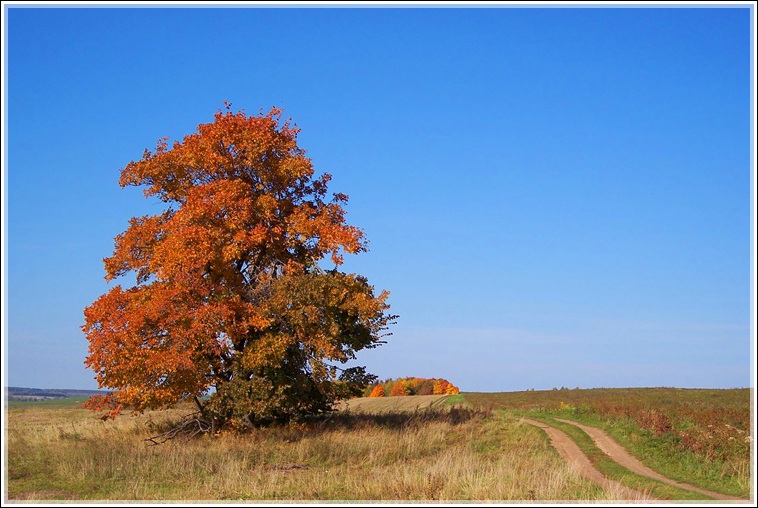 фото "Дерево у дороги" метки: пейзаж, осень
