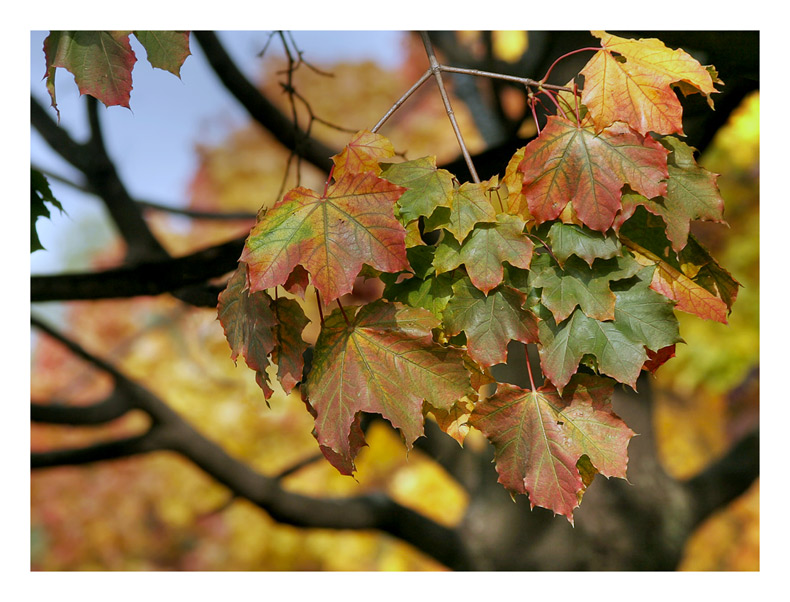 photo "The autumn paints" tags: landscape, autumn