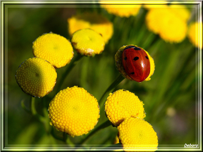 photo "***" tags: nature, insect