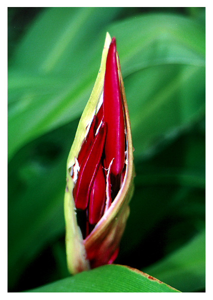 photo "***" tags: nature, macro and close-up, flowers