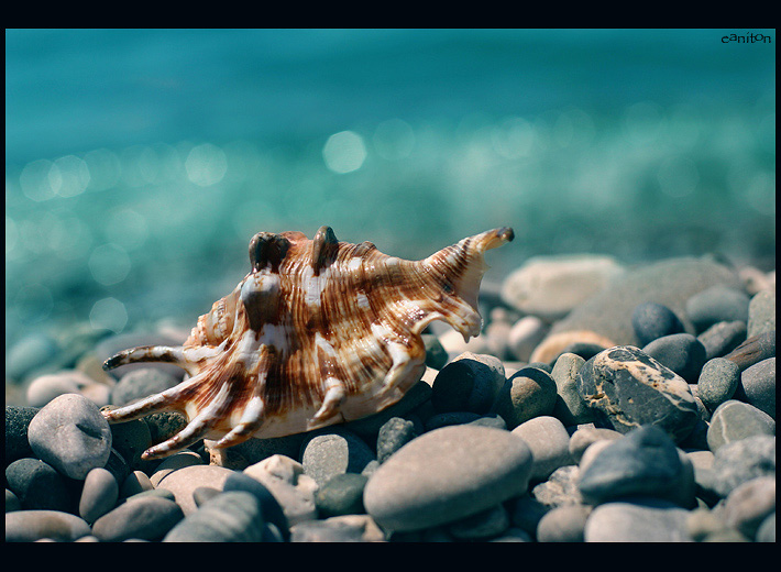 photo "***" tags: macro and close-up, 