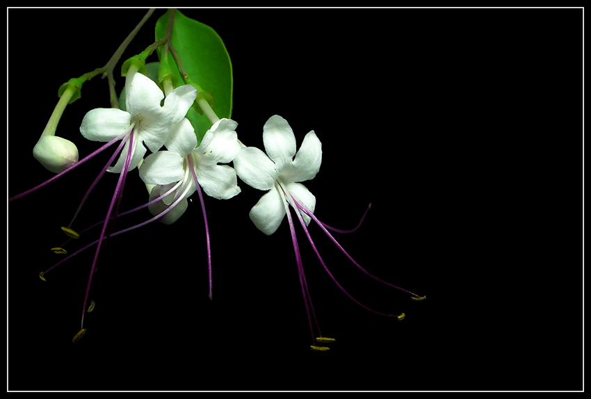 photo "White Tenderness" tags: nature, macro and close-up, flowers