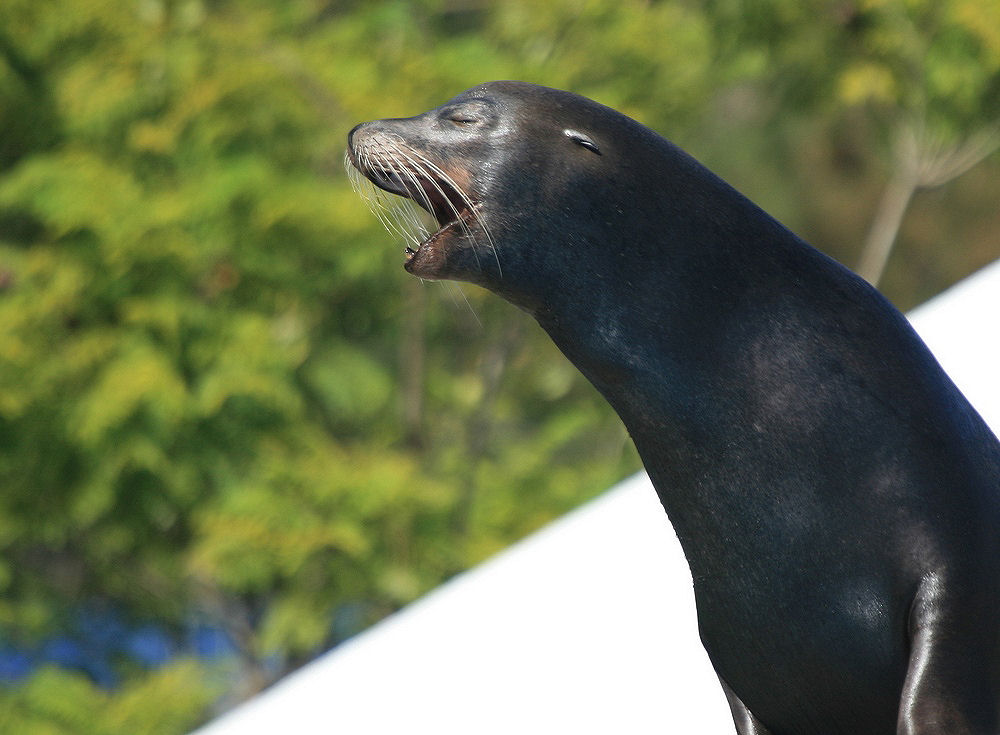 photo "Lisbon Zoo - 02/20" tags: nature, wild animals