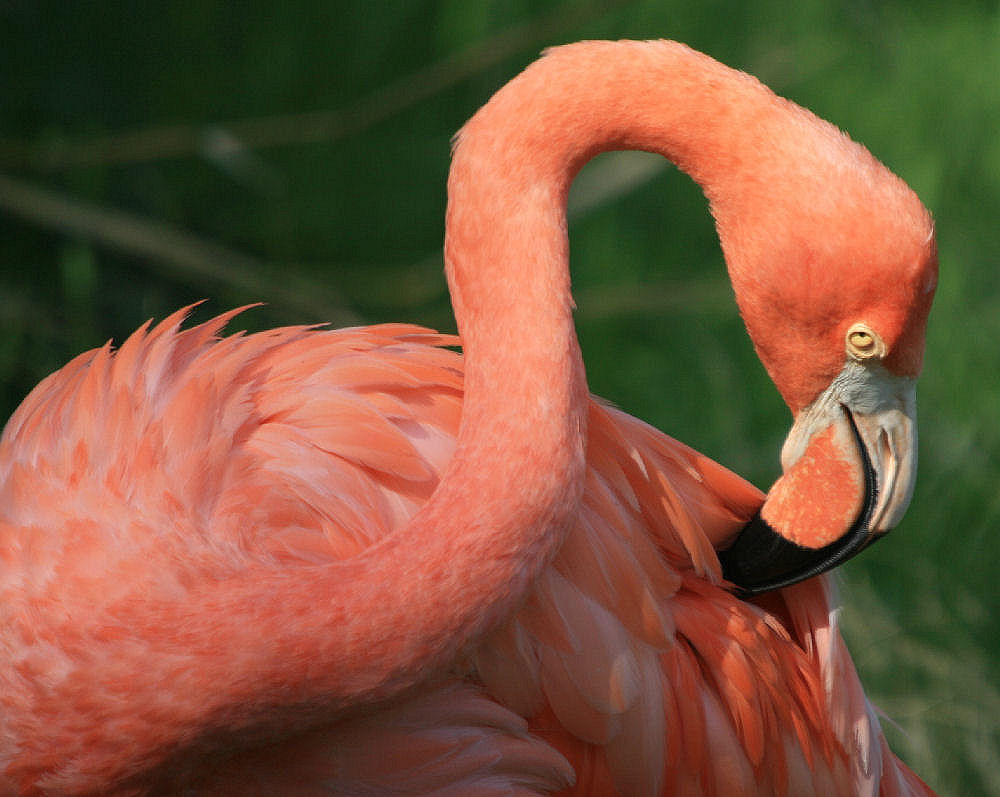 photo "Lisbon Zoo - 05/20" tags: nature, wild animals