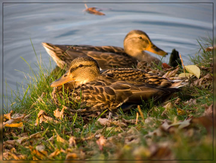 photo "***" tags: nature, wild animals