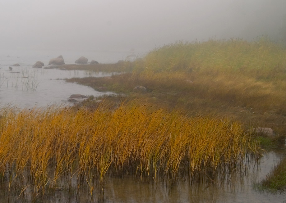 photo "Misty light" tags: landscape, nature, autumn, flowers