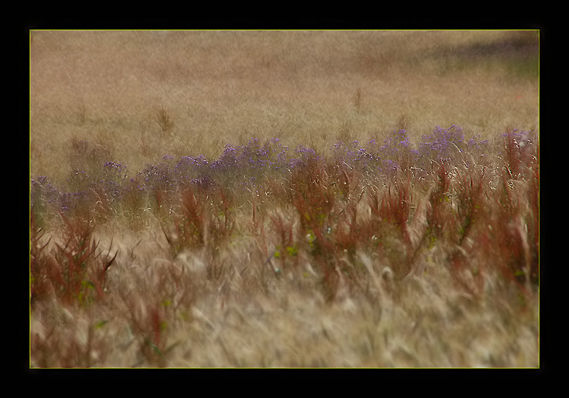 photo "Impressions of the Field" tags: landscape, nature, flowers, summer