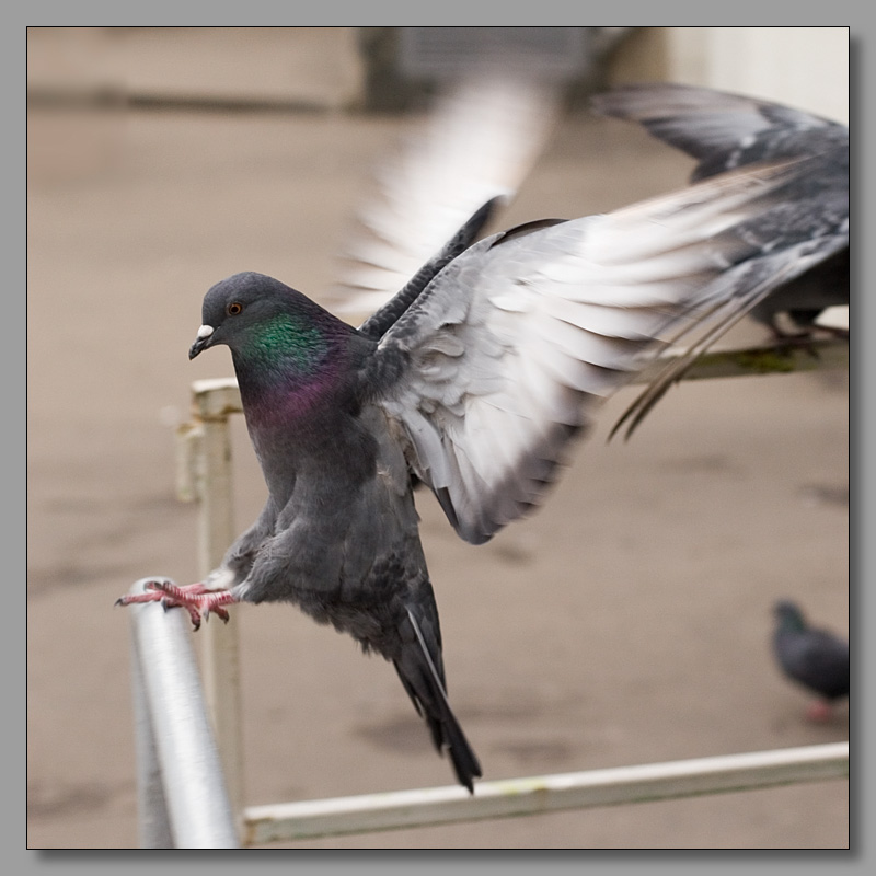 photo "I wish you a good landing" tags: nature, genre, wild animals