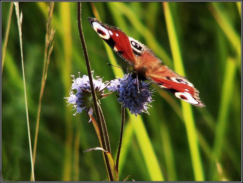 photo "Peacock eye" tags: macro and close-up, nature, insect